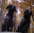 Diestel und Bine